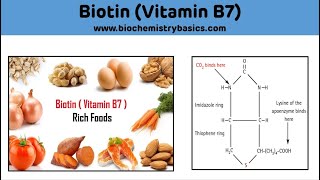 Biotin  Vitamin B7  Biotin Biochemistry  Carboxylation Reaction [upl. by Latisha]