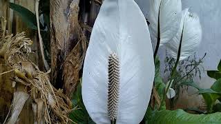 Sensational Peace Lily plant [upl. by Nojel51]