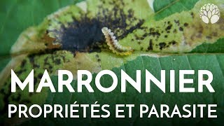 Marronnier propriétés et parasites [upl. by Oigile]