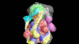 VATPase subunits fitted new model [upl. by Nairam]