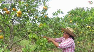 👩‍🌾🍊Tips para la Poda en Cítricos  Demostración de poda [upl. by Pip]