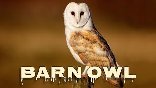 Barn owl sounds barn owl scream [upl. by Babara]