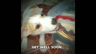 Get well Soon Pottie dogcute doglife dogsick fypシ゚viral fypシ゚ fazmine [upl. by Lawan]