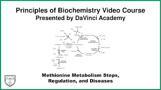 Methionine Metabolism Steps Regulation and Diseases Metabolism 18 of 21 [upl. by Busch598]