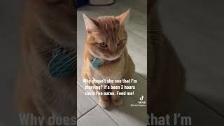 Starving olivertheginger viralvideo cat olivertheginger kitten fipwarrior catlover [upl. by Yur72]