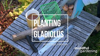 Planting Gladiolus [upl. by Alaham952]