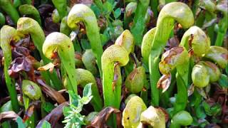 2018 02 06 Darlingtonia State Natural Site [upl. by Annehs926]