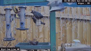 WOW Bullet like Sparrowhawk VS Goldfinch amp Starlings [upl. by Raddie]