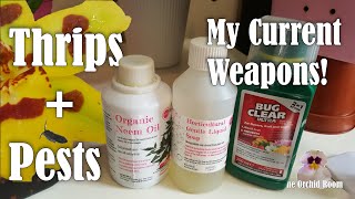 Thrips Identification and Killing My Current Treatment for Thrips and Spider Mites [upl. by Holly]