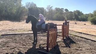 Working Equitation Training The gate obstacle and the reverse gate [upl. by Gail]