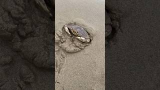 Dungeness Crab Digging  Metacarcinus Magister Oregon Coast  crab crabbing shellfish fishing [upl. by Brana]