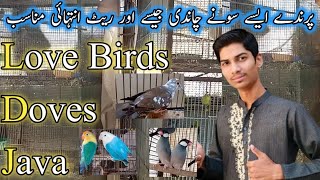 Whole Birds Setup Sale In Cheap Price  Love Birds Mutations  Java Sparrow  Doves  Birds Setup [upl. by Healion397]