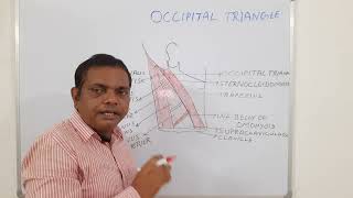 OCCIPITAL TRIANGLE ANATOMY ANATOMY LECTURE OF HEAD AND NECK [upl. by Midge420]