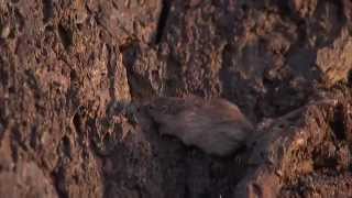 Natural Selection and the Rock Pocket Mouse — HHMI BioInteractive Video [upl. by Trisha]