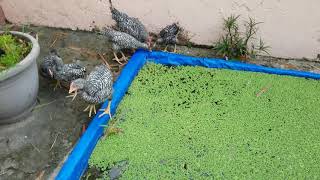 Disadvantages of Azolla as Feeds for Chickens 12  Integrated Backyard Farming [upl. by Tattan]