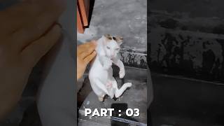 Cat Bathe Part  03 cat viral shortsviral shortvideo catbathe [upl. by Ynattir979]