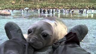 Curious Baby Seal Approaches Cameraman [upl. by Burton]