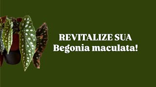 Tutorial Begonia maculata como melhorar o aspecto fazer mudas e cultivar [upl. by Zerep]