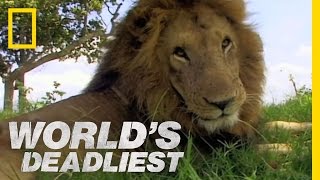 Lion vs Lion  Worlds Deadliest [upl. by East]