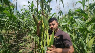 Jose cortando unos elotes🌽para hacer elotes locos😂aventuras sv el salvador [upl. by Ahsikym]