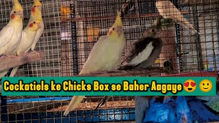 Cockatiels Ke Chicks Box Se Baher Aagaye 😍☝️🙂 [upl. by Ailedua]