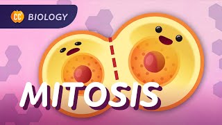 Mitosis amp the Cell Cycle How Cells Clone Themselves Crash Course Biology 29 [upl. by Whiteley]