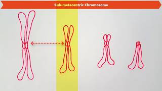 TYPES OF CHROMOSOMES BASED ON THE POSITION OF CENTROMERE [upl. by Dniren]