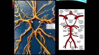 Cerebrovascular Disease Part 1 [upl. by Atenik237]