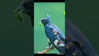 httpswwwfacebookcomsharer9wTKVCQwdLG1VxvBmibextidD5vuiz birds animals [upl. by Nena]