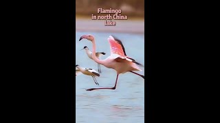 Flamingo spotted in north China lake [upl. by Luben615]