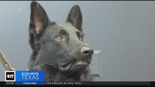 Shelter dog becomes Fort Worth police K9 officer [upl. by Isac150]