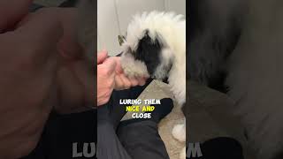 Defuse Puppy Biting Before It Happens [upl. by Dody]