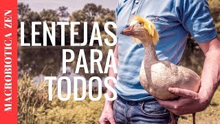 🔴 GUISO DE LENTEJAS VEGETARIANO  Vegano Fácil y Rápido [upl. by Goldshell]