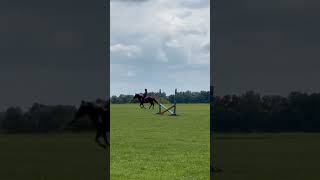 The best Arlo video ever equestrain horse equestrian equestrainlife [upl. by Sokram]