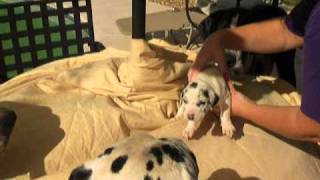 Great Dane Puppies For SaleFemale Harlequin Alabama Georgia Florida Loni [upl. by Nayar936]