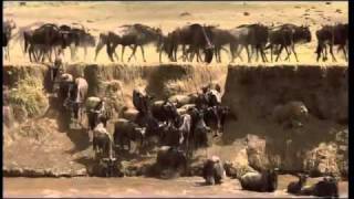 Tanzania Serengeti Best Of part 2 [upl. by Adnylem]