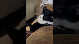 Cannibalism cannibalcuisine cat catbehavior chaotic cats funny funnycats [upl. by Iborian342]