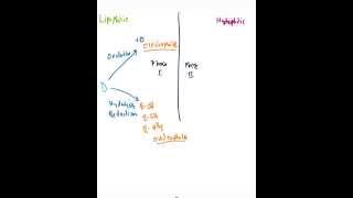 Phase I amp Phase II Biotransformation [upl. by Mitman754]