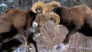 Bighorn Bash  The Best of Headbutts During the Rut [upl. by Akvir862]