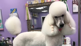 The Poodle Miami Clip [upl. by Anwahs194]