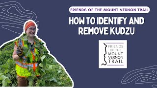 How to identify and remove kudzu [upl. by Bringhurst]