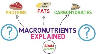 What Are Macronutrients  Macros Explained [upl. by Harim]