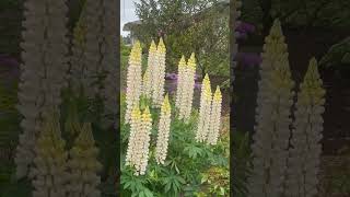 Such an Elegant Lupine flowers garden nature lupine [upl. by Ecnal]