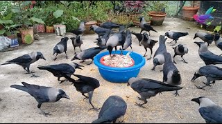 Best ever HD video of Crow birds  Many Crows Crowing sounds and Crowing noises in the Morning P928 [upl. by Ithaman940]