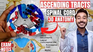 ascending tracts of spinal cord anatomy 3d  spinal cord tracts anatomy [upl. by Lynett]