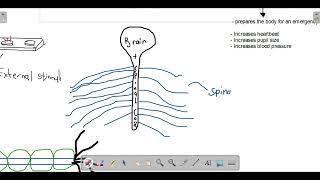 LIFE SCIENCES GRADE 12 HUMAN NERVOUS SYSTEM BRAIN  NEURONS REFLEX ARCALZHEIMERS MADE SIMPLE [upl. by Ailla]