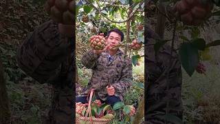 Kadsura coccinea fruits shorts shortvideo minivlog [upl. by Enelkcaj]