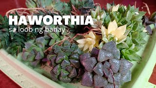 How to Grow Haworthia Indoors Repotting  Soil Mix  Growlights [upl. by Neelrad871]