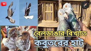 বেলডাঙ্গা বিখ্যাত কবুতরের হাট beldanga big kabootar hat [upl. by Thierry]