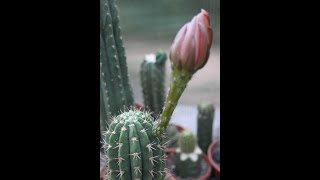 Trichocereus macrogonus x Echinopsis toralapana Hybrid [upl. by Blaire793]